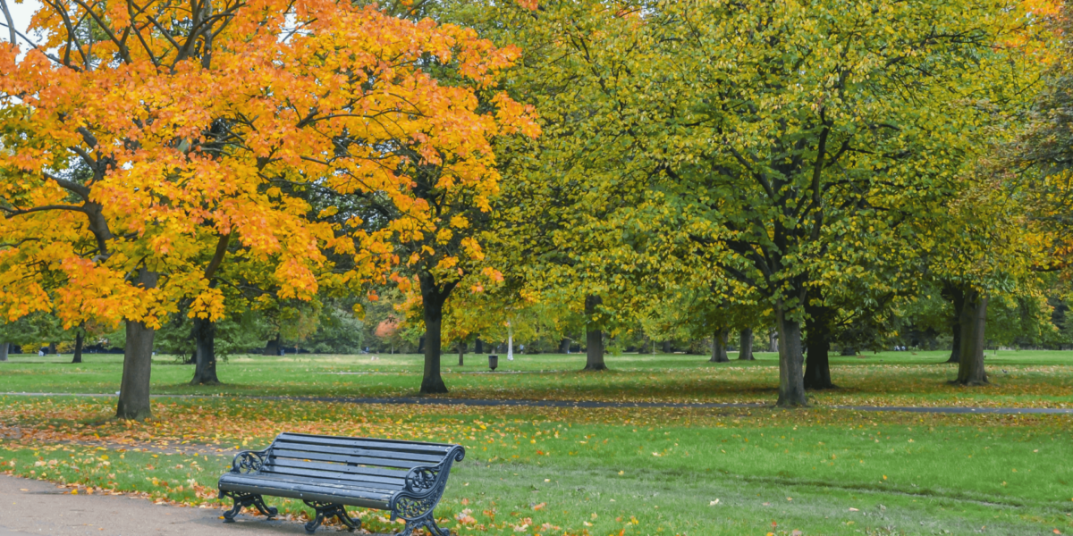 How Seasonal Shifts Transform the Spirit of Kvibergs Park