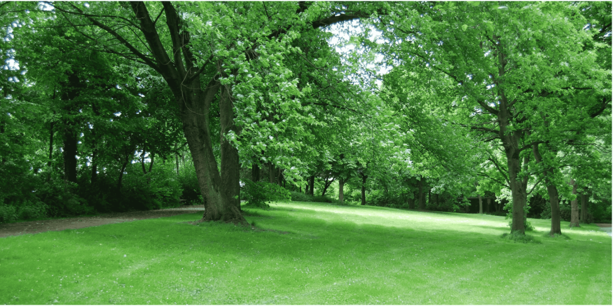 Trails, Trees, and Tranquility: The Outdoor Escape Within the City